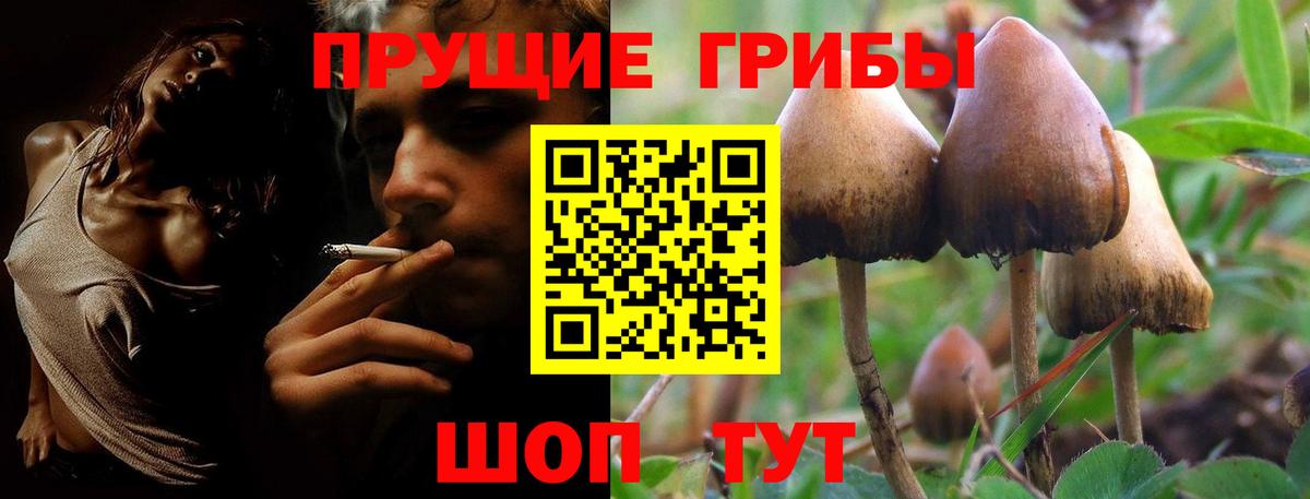 Дятьково  Псилоцибиновые грибы Psilocybine cubensis  Вход с VPN 